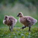 Baby Seat Installation - two brown ducklings on green grass during daytime