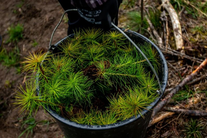 Choosing Accommodations - a bucket filled with lots of green plants