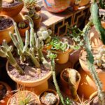 Low-maintenance Plants - green cactus plants on brown clay pots