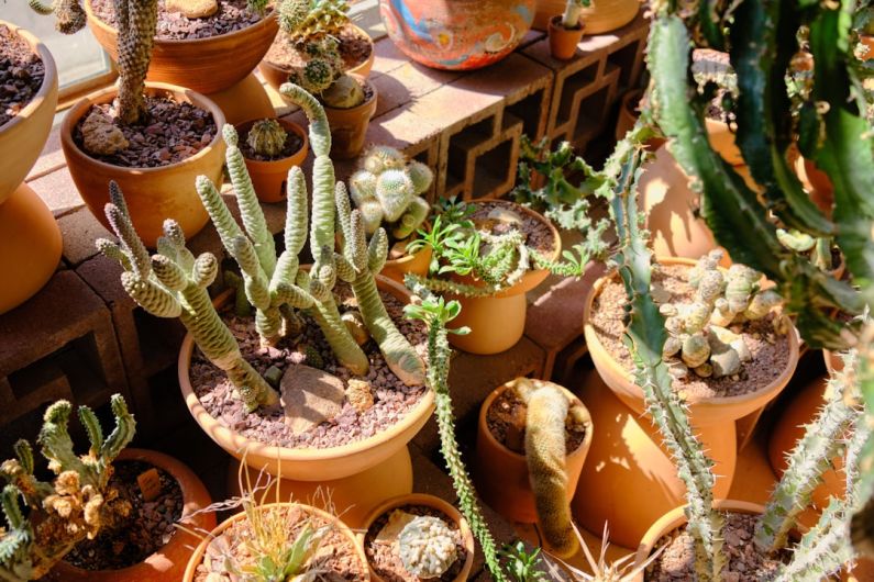 Low-maintenance Plants - green cactus plants on brown clay pots