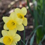 Starting Garden - a group of yellow daffodils in a garden