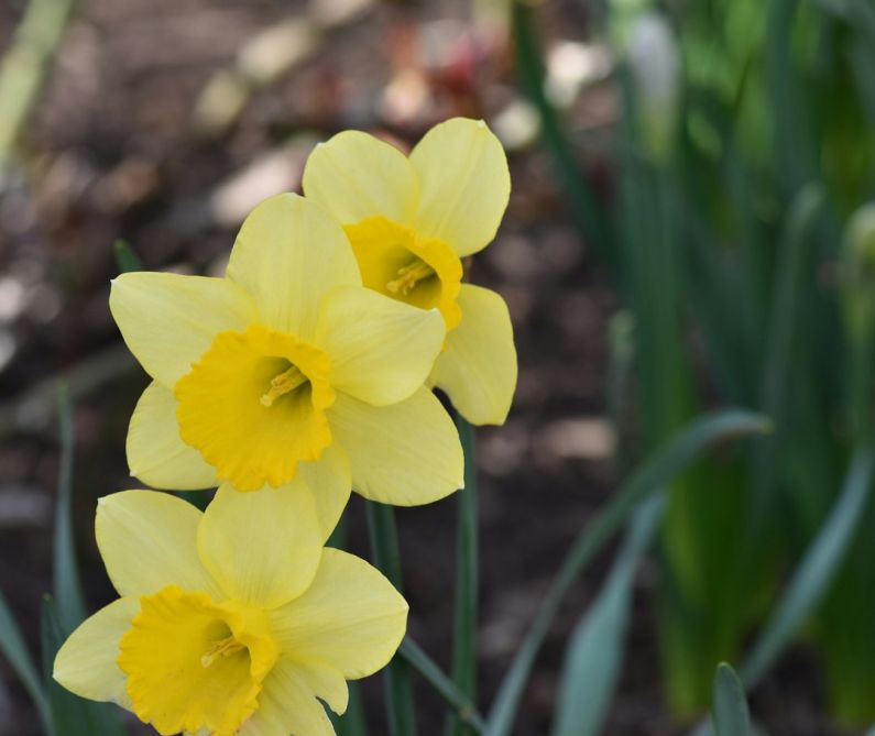 Starting Garden - a group of yellow daffodils in a garden