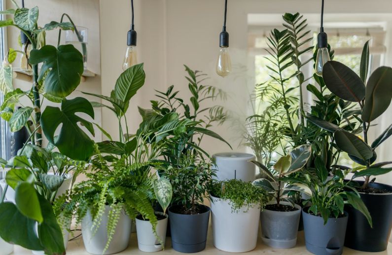 Indoor Plants - green plant in white ceramic pot