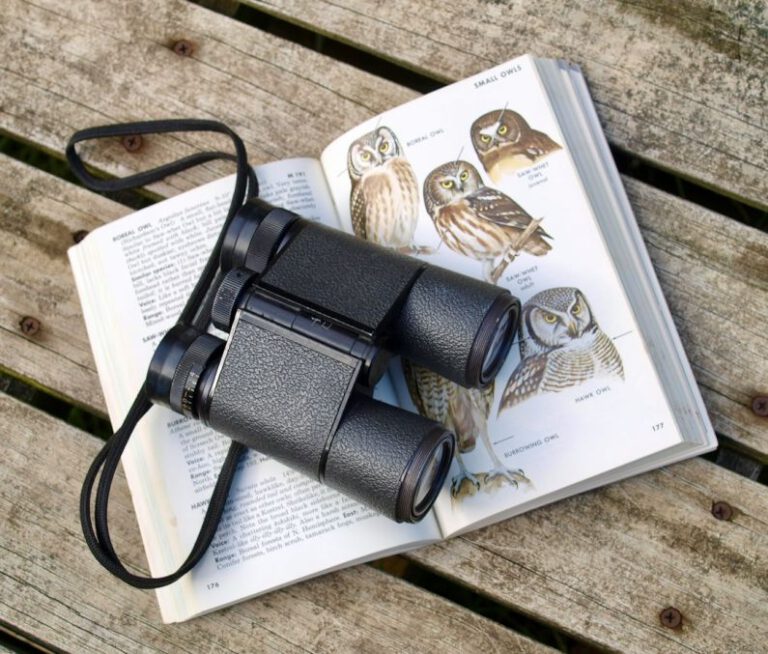 What Are the Best Strategies for Bird Watching?