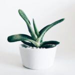 Growing Succulents - white pot with green plant
