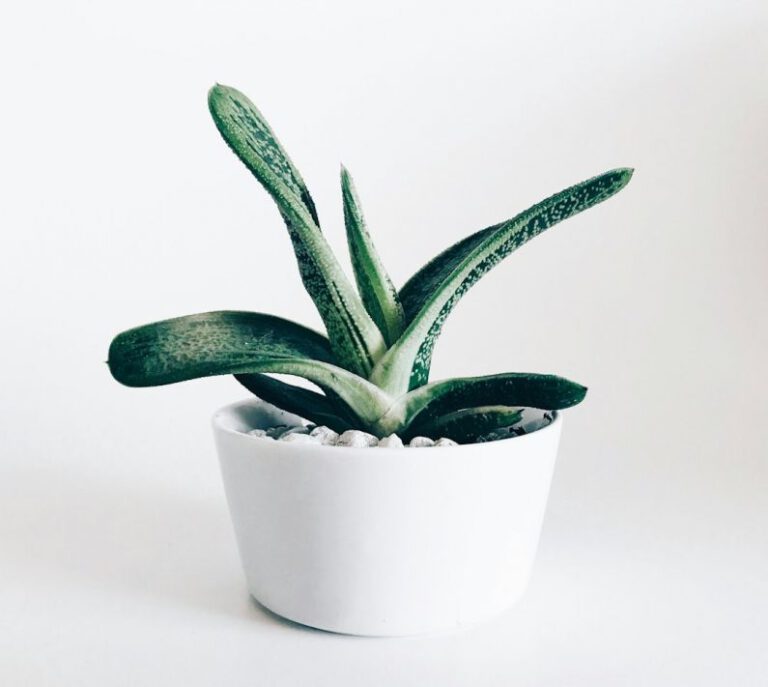 What Are the Tips for Growing Succulents Indoors?