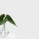 Brand Visuals - green leafed plant on clear glass vase filled with water