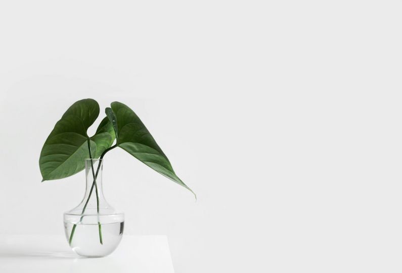 Brand Visuals - green leafed plant on clear glass vase filled with water