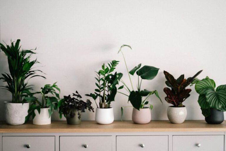 How to Choose the Right Indoor Plant for Your Home?