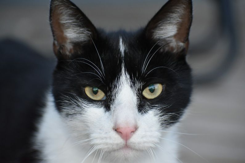 Reduce Eye Strain - a black and white cat with yellow eyes